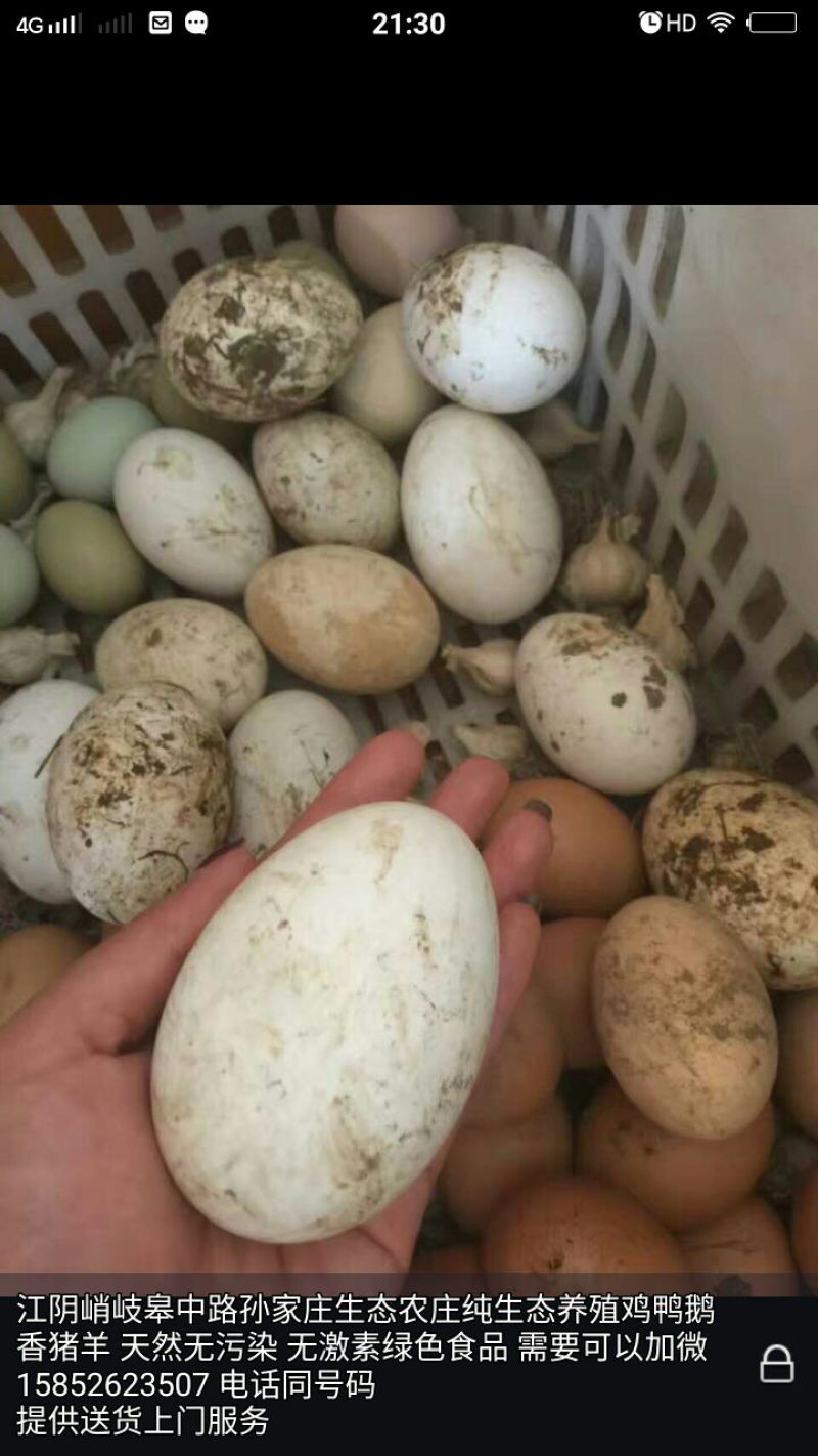鸭肉