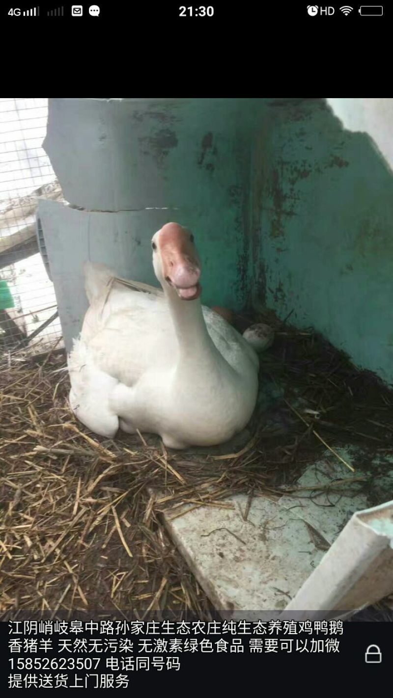 鸭肉