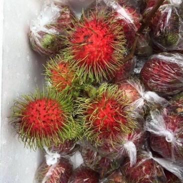 毛丹
