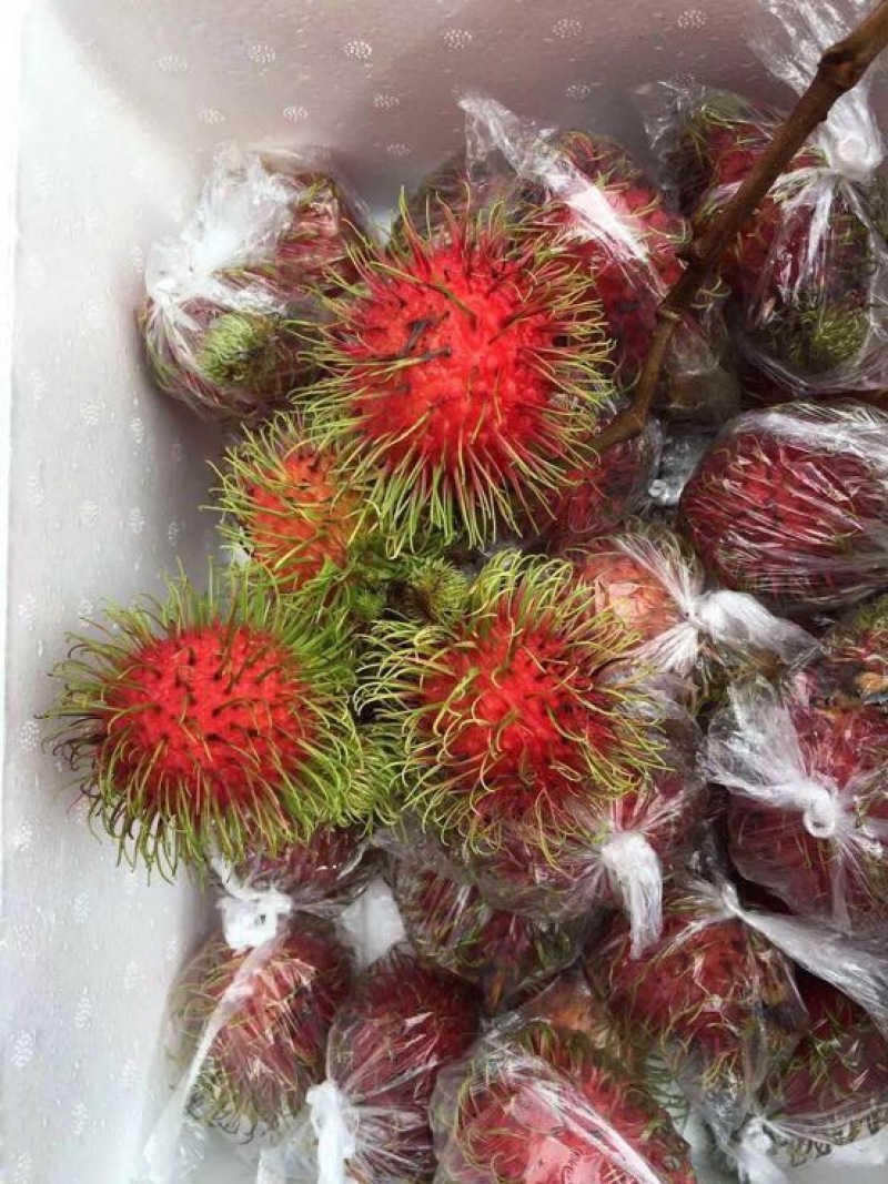 毛丹