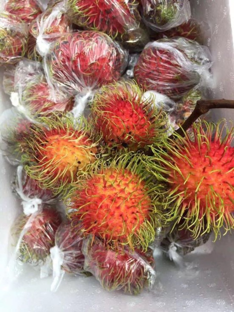 毛丹