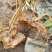 映山红10~15cm