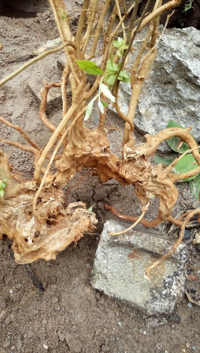 映山红10~15cm