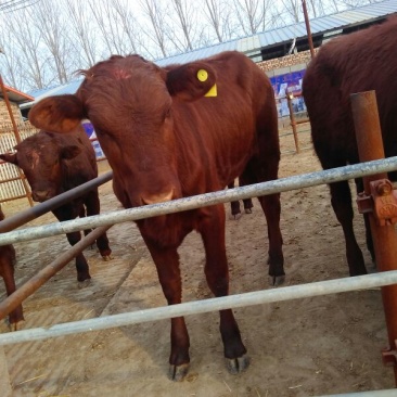 秦川牛犊100~200kg