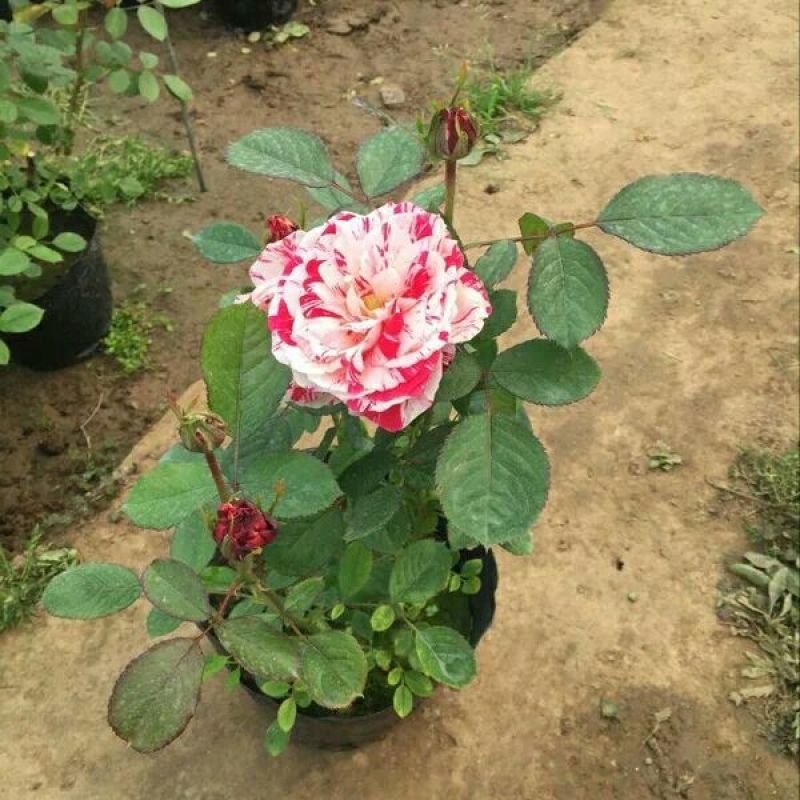 欧洲月季20~30cm