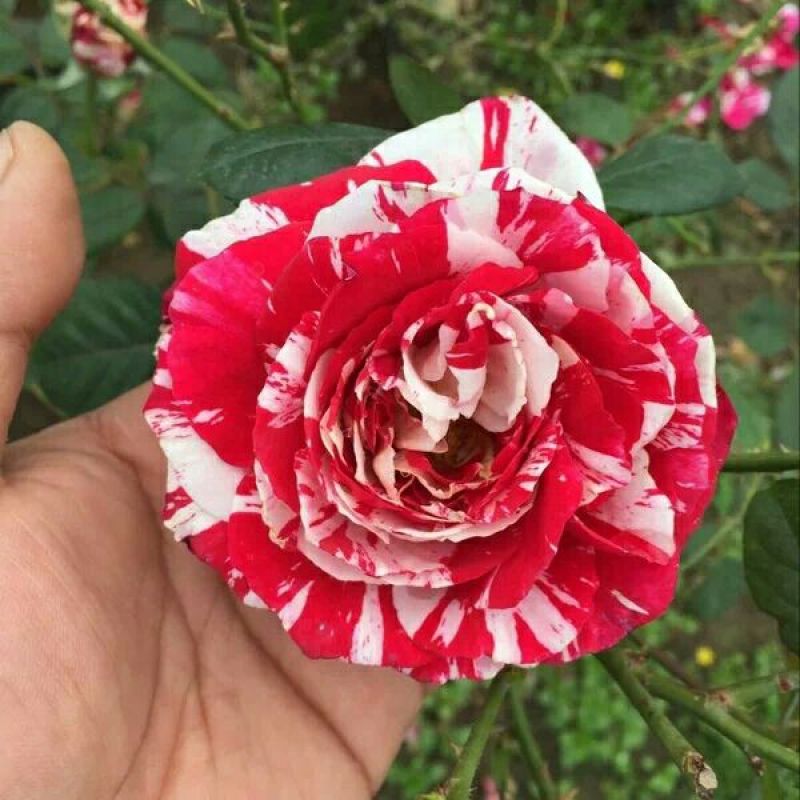 欧洲月季20~30cm