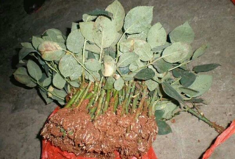 月季苗10cm以下