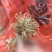 月季苗10cm以下