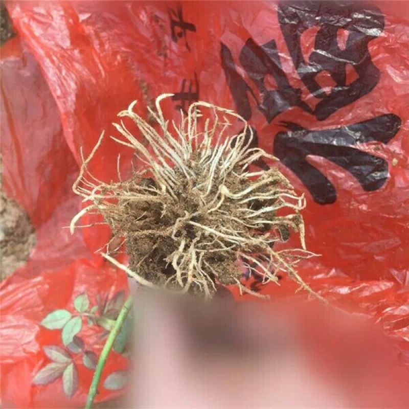 月季苗10cm以下