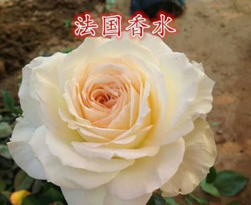 月季苗10cm以下