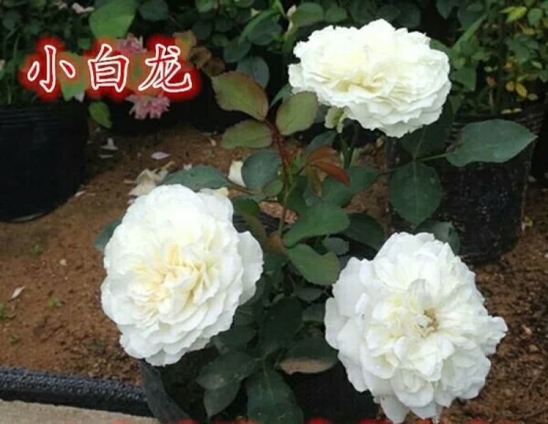 月季苗10cm以下