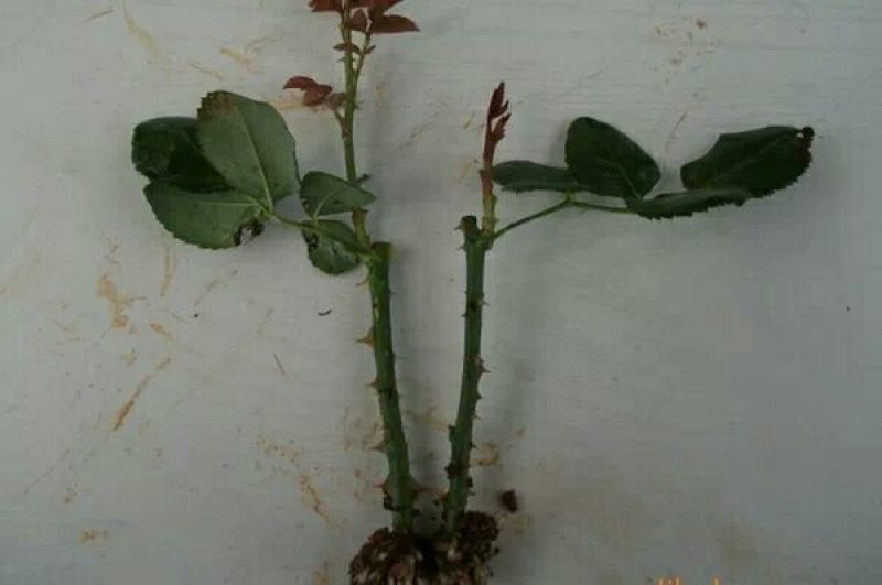 月季苗10cm以下