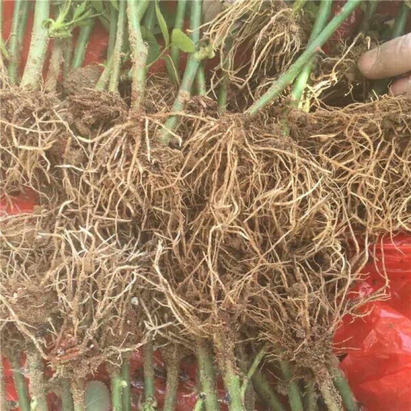 月季苗10cm以下
