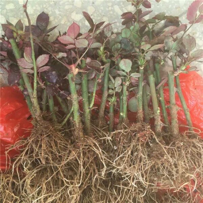 月季苗10cm以下