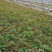 月季苗10cm以下