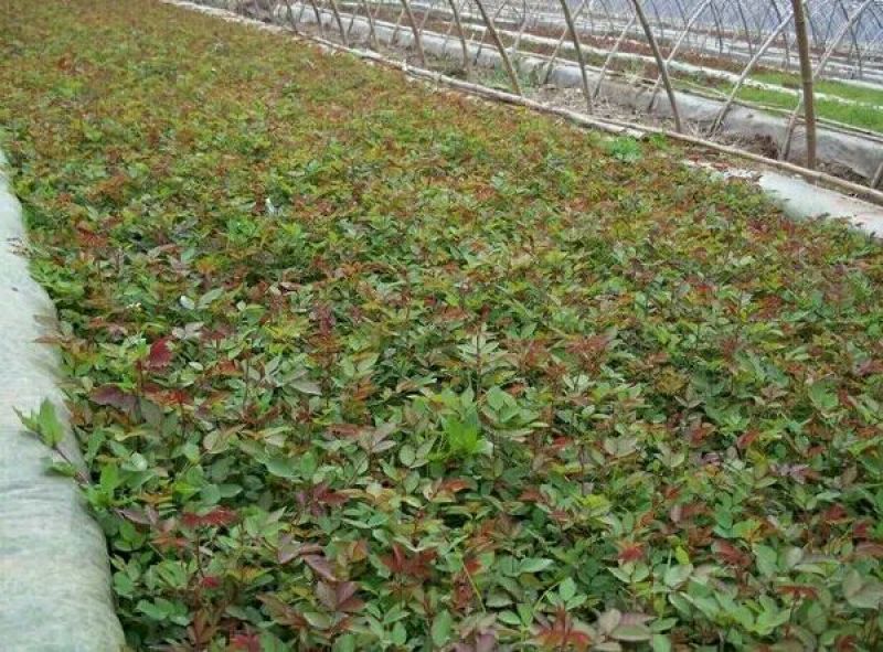 月季苗10cm以下
