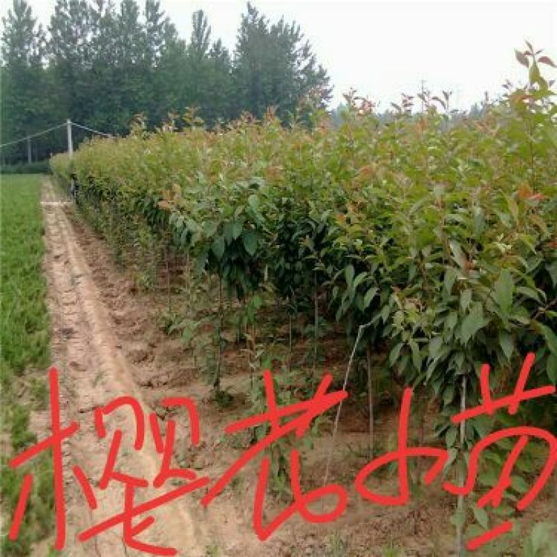 樱花树2cm以下4cm以下0.5~1米
