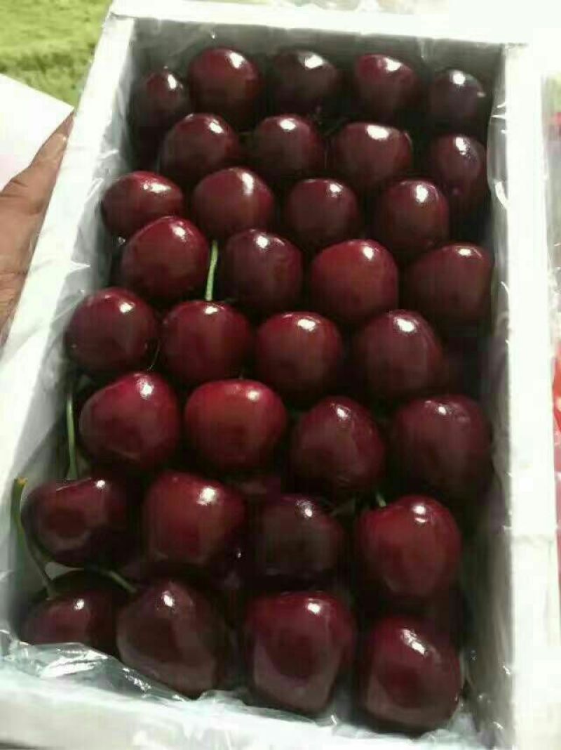 陕西大棚精品美早，红灯，早大果樱桃新鲜采摘，产地直供！