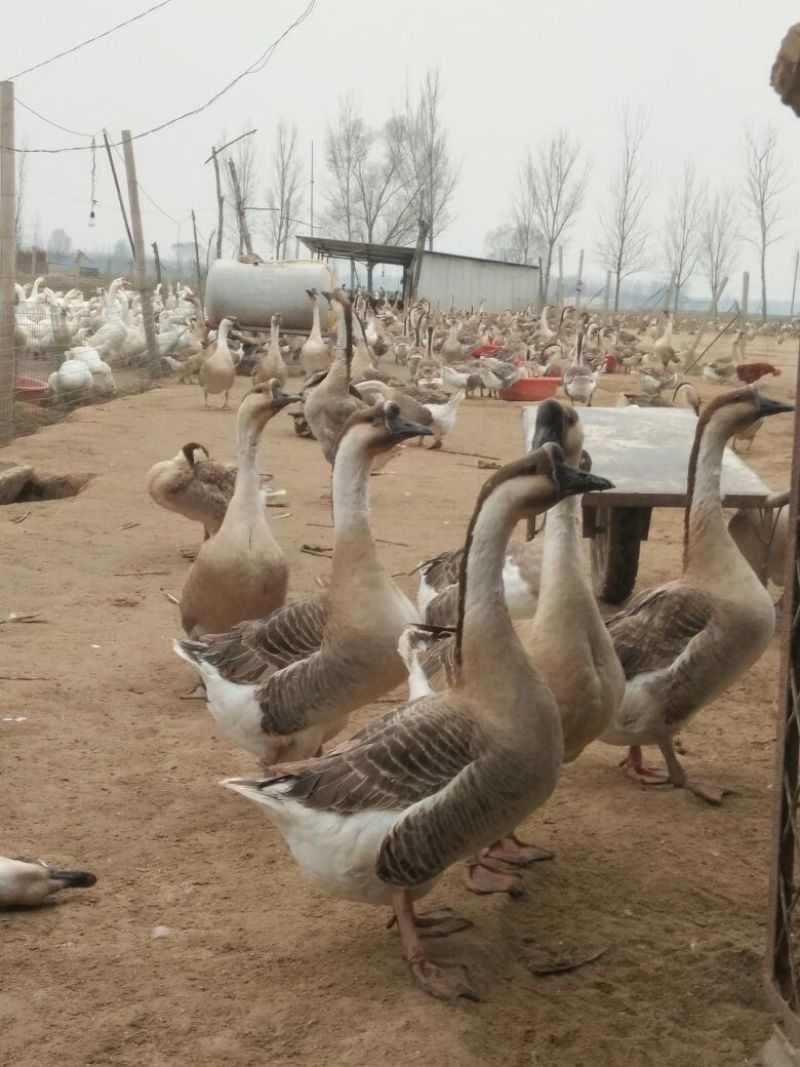【鹅】肉鹅淘汰灰鹅老鹅雁灰鹅子鹅青年鹅常年批发