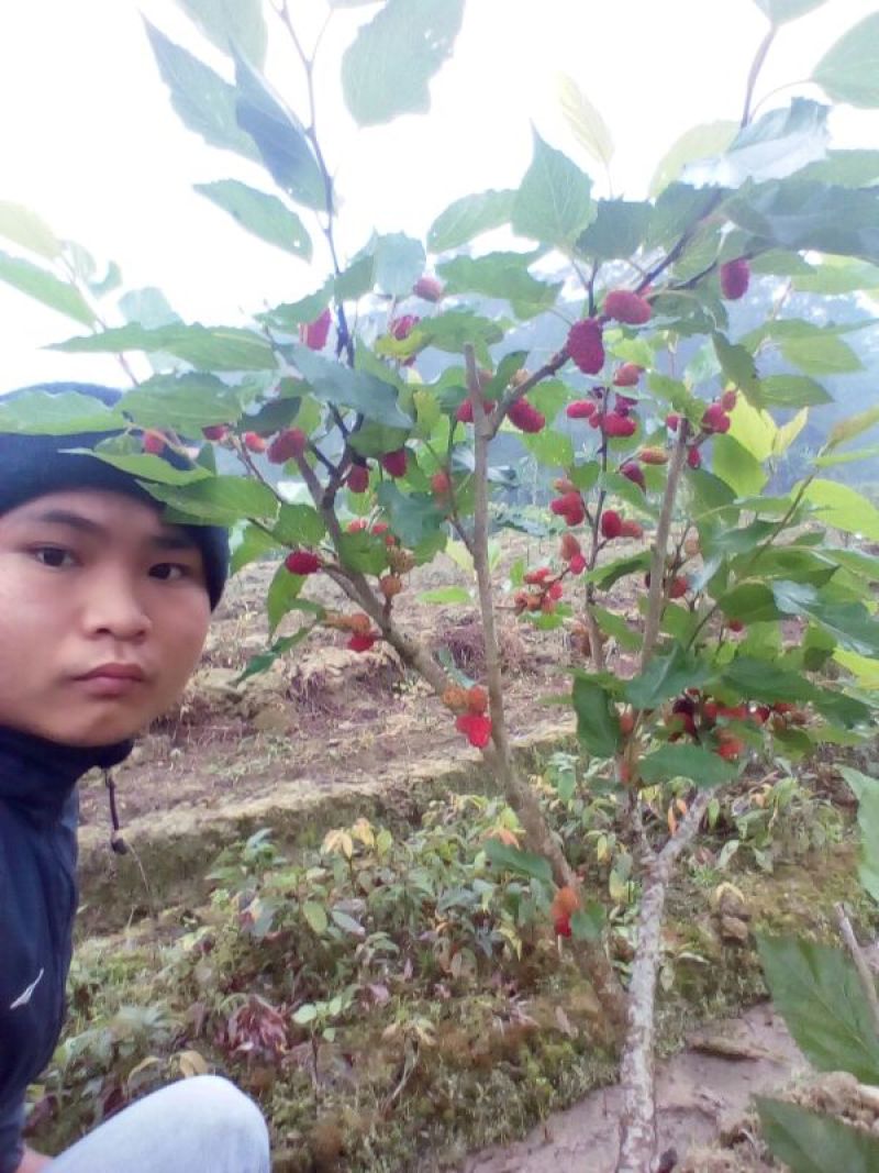 果桑苗四季大果桑苗长果桑苗大十果桑苗