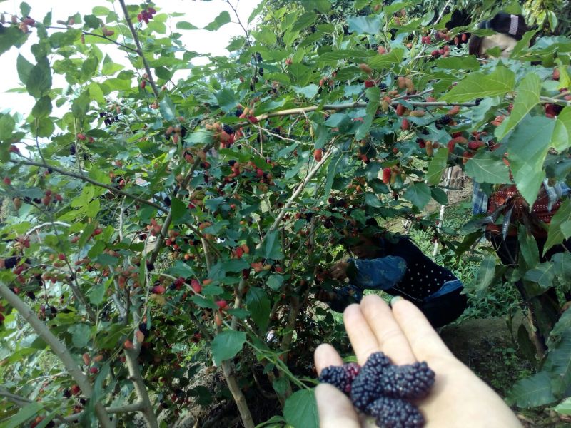 果桑苗四季大果桑苗长果桑苗大十果桑苗