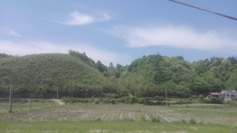 绿竹3~4m