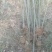 绿竹3~4m