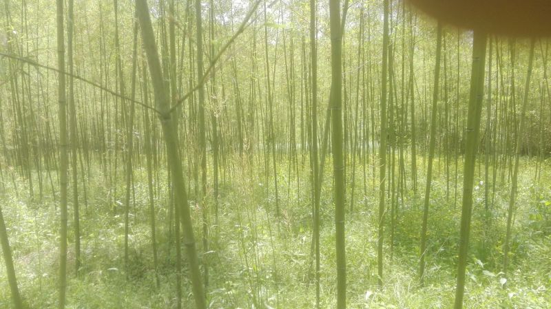 绿竹3~4m