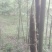 绿竹3~4m