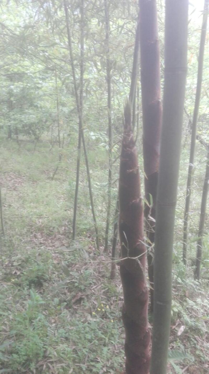 绿竹3~4m