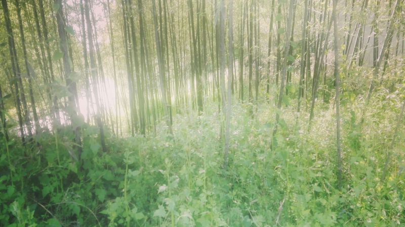 绿竹3~4m