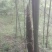绿竹3~4m