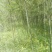 绿竹3~4m