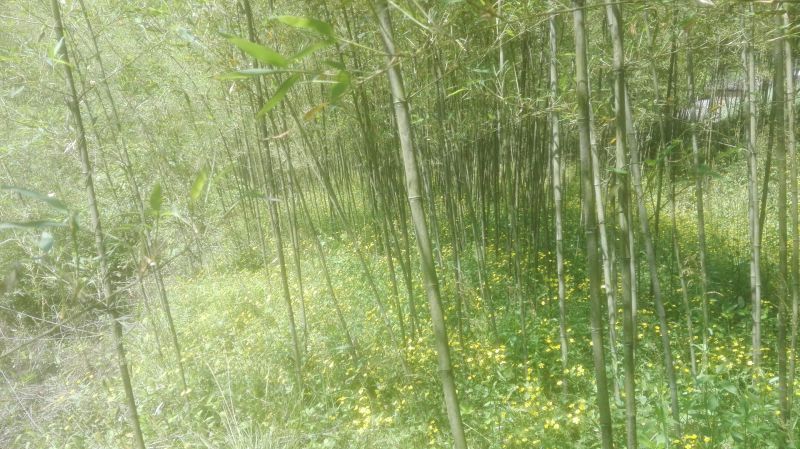 绿竹3~4m