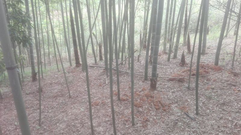 绿竹3~4m