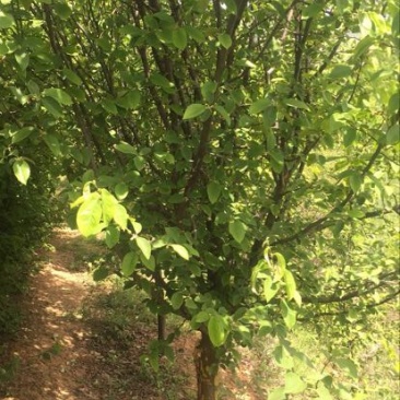 木瓜树