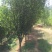 木瓜树