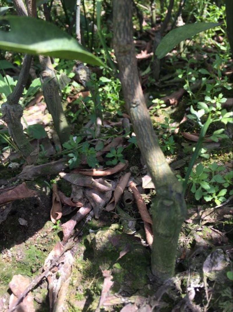 东方红橘苗质量保证实力基地东方红橘苗质量保证实力基地
