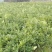 东方红橘苗质量保证实力基地东方红橘苗质量保证实力基地