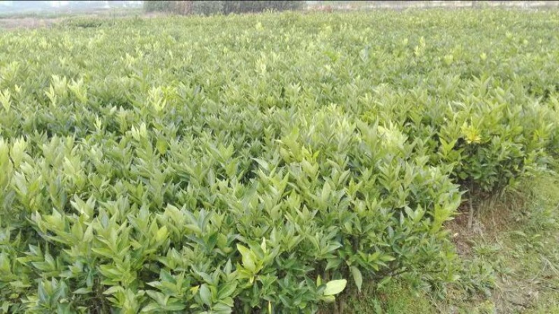 东方红橘苗质量保证实力基地东方红橘苗质量保证实力基地