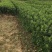 东方红橘苗质量保证实力基地东方红橘苗质量保证实力基地