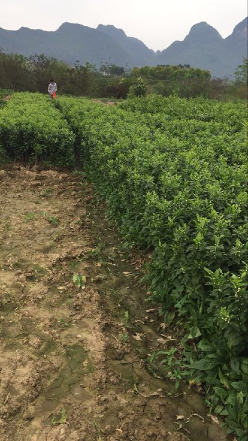 东方红橘苗质量保证实力基地东方红橘苗质量保证实力基地