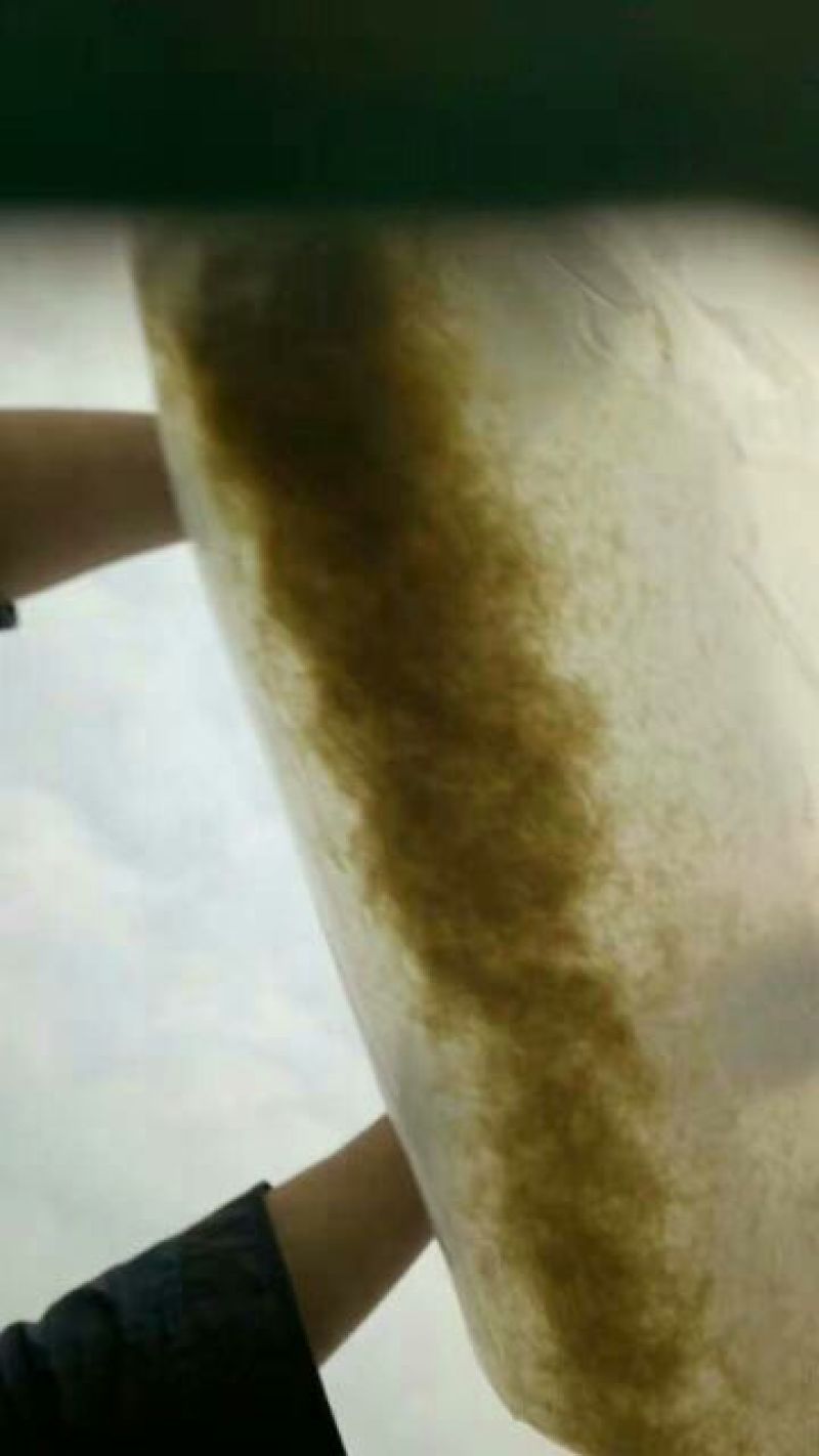 鲫鱼鱼苗