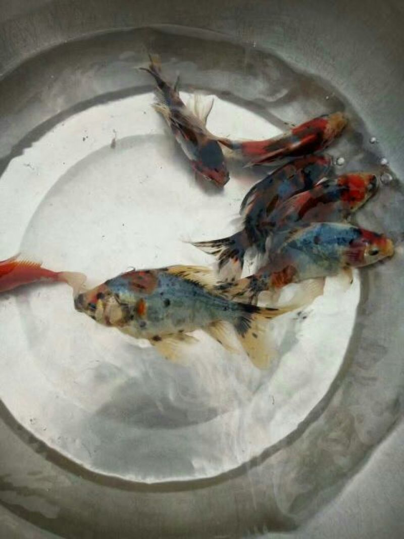 鲫鱼鱼苗
