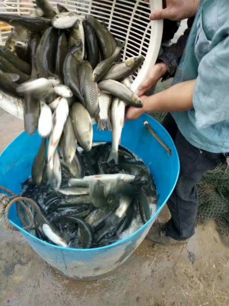 鲫鱼鱼苗