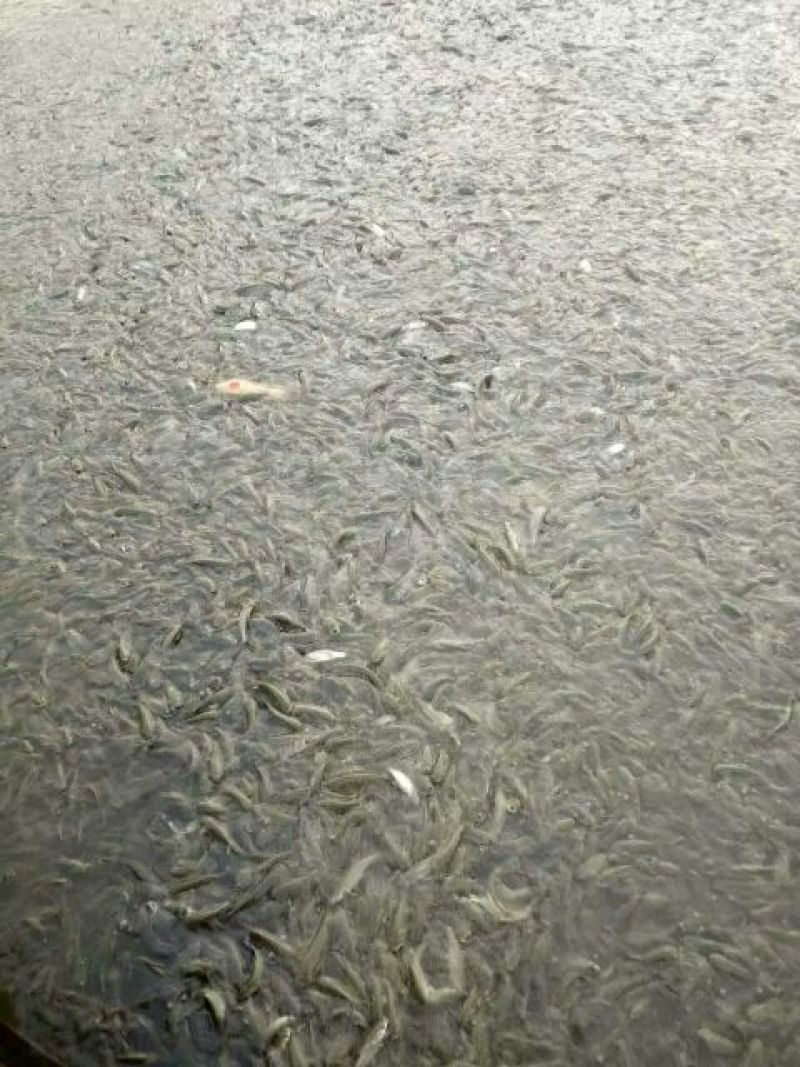 鲫鱼鱼苗
