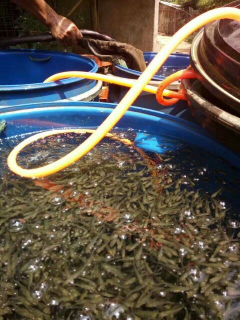 鲫鱼鱼苗