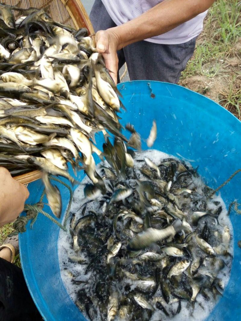 鲫鱼鱼苗