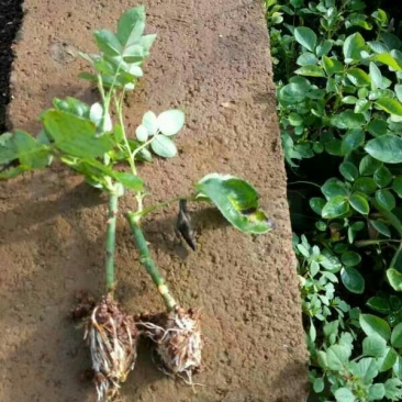 玫瑰苗10cm以下