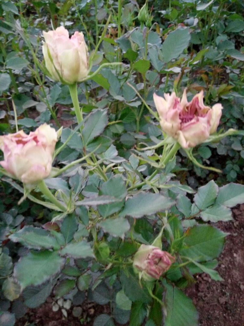 玫瑰苗10cm以下